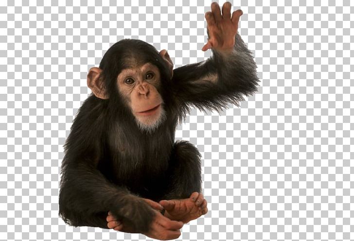 Orangutan Primate Monkey Common Chimpanzee PNG, Clipart, Animals, Chimpanzee, Common Chimpanzee, Download, Encapsulated Postscript Free PNG Download