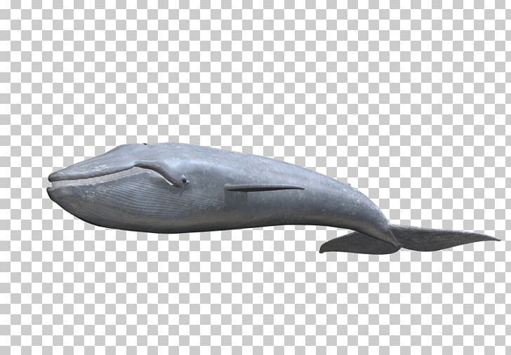 Tucuxi Common Bottlenose Dolphin Porpoise Cetacea Product PNG, Clipart, Blue Whale, Bottlenose Dolphin, Cetacea, Common Bottlenose Dolphin, Dolphin Free PNG Download