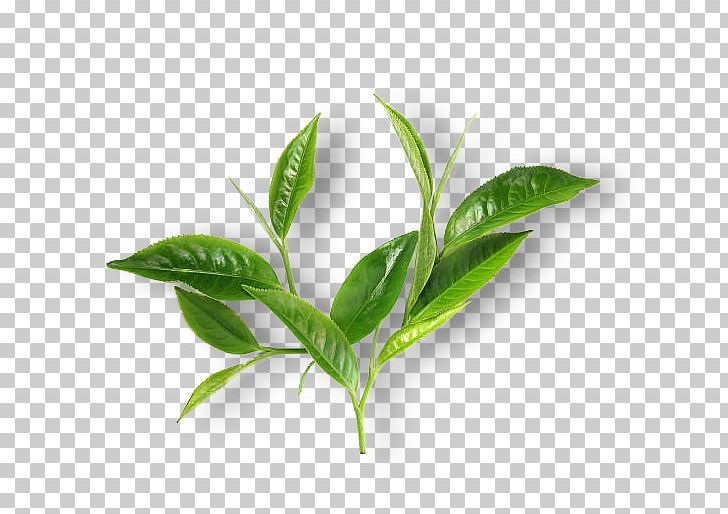 Green Tea Matcha Leaf Breakfast PNG, Clipart, Black Tea, Breakfast, Breakfast Tea, Camellia Sinensis, Drink Free PNG Download