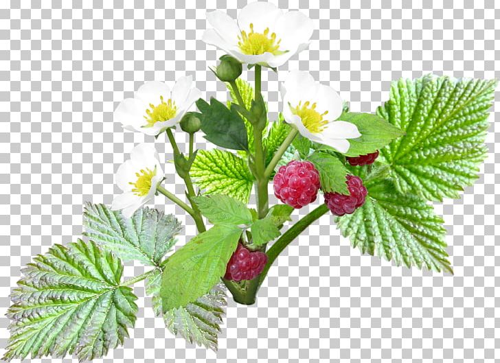 White Food Strawberries PNG, Clipart, Berries, Chrysanthemum, Common Daisy, Download, Flower Free PNG Download
