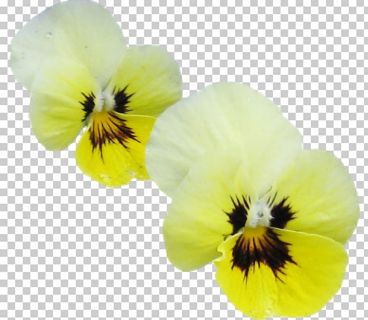Pansy Petal PNG, Clipart, Fine, Flower, Flowering Plant, Miscellaneous, Others Free PNG Download
