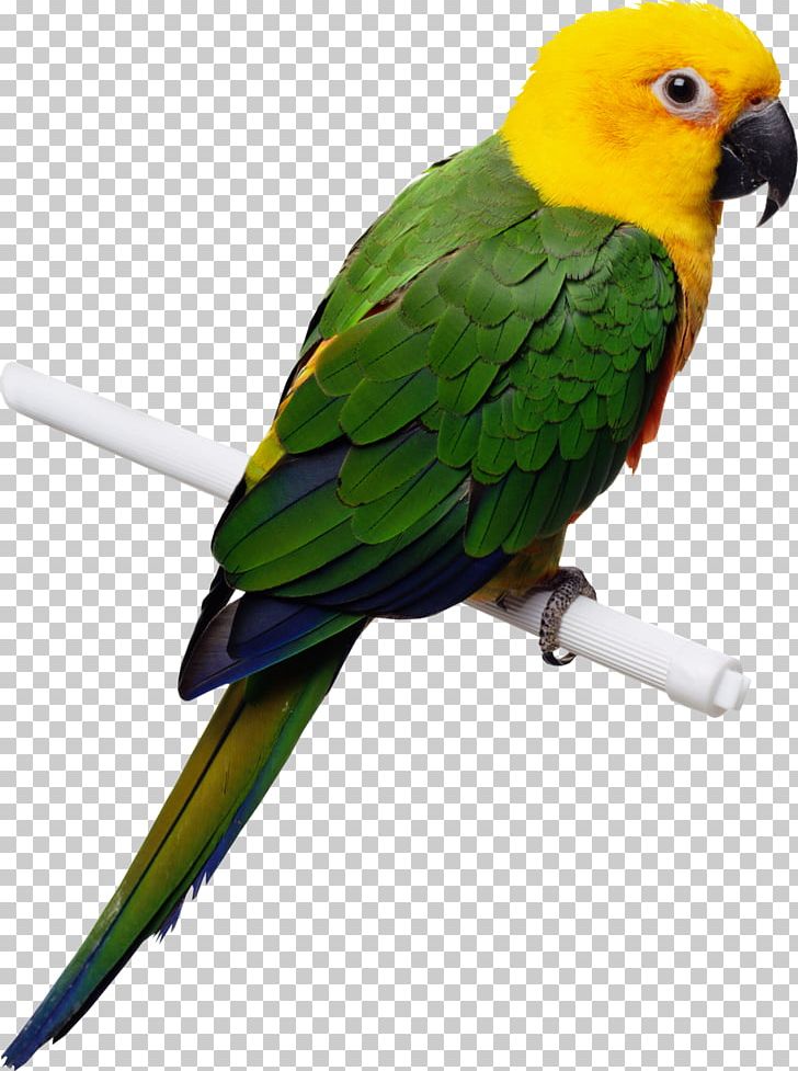 Parrot Cockatiel Budgerigar Bird Domestic Canary PNG, Clipart, Animals, Aviary, Beak, Birdcage, Bird Feeders Free PNG Download