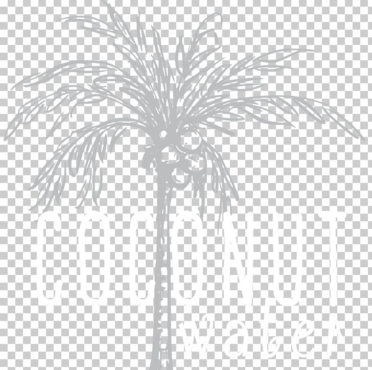 Asian Palmyra Palm Date Palm Twig Leaf Plant Stem PNG, Clipart, Arecales, Asian Palmyra Palm, Black And White, Borassus, Borassus Flabellifer Free PNG Download