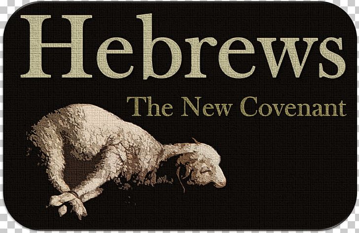 Blythewood Baptist Church Bible Sheep Guatemala PNG, Clipart, Animals, Bible, Blythewood, Book, Brand Free PNG Download