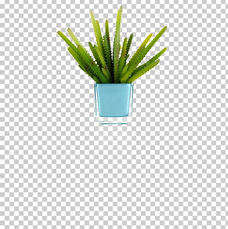 Citroën Cactus M Grasses Flowerpot Plant Stem Aloe Vera PNG, Clipart, Aloe, Aloe Vera, Cactus, Citroen, Family Free PNG Download