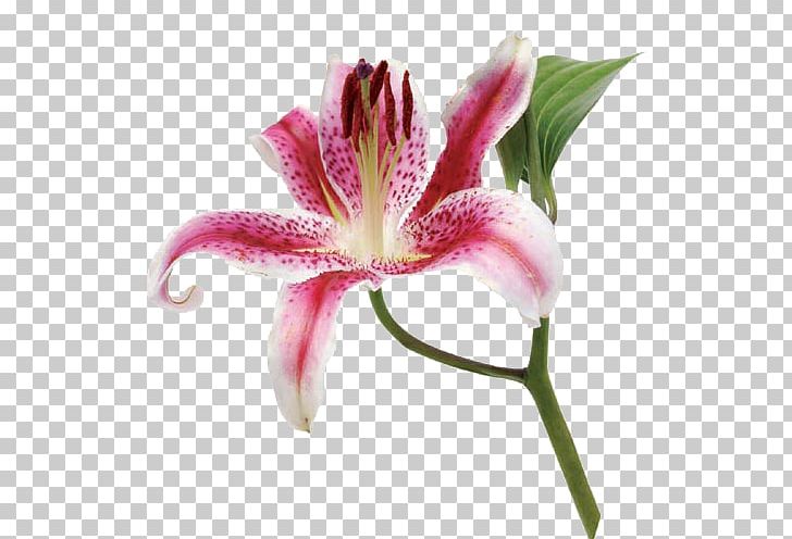 Flower Lilium Plant Stem Petal Lily Of The Incas PNG, Clipart, Callalily, Color, Daylily, Flower, Flowering Plant Free PNG Download