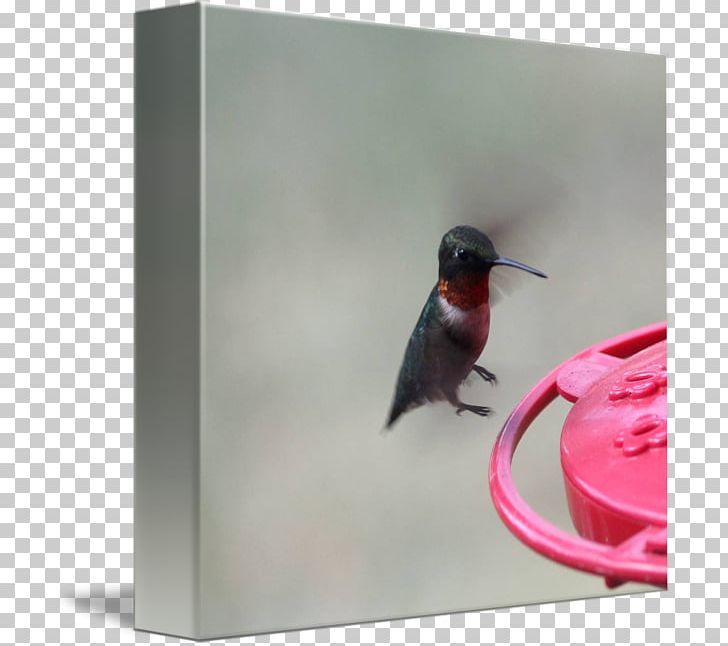 Hummingbird M Beak PNG, Clipart, Beak, Bird, Hummingbird, Hummingbird M, Miscellaneous Free PNG Download