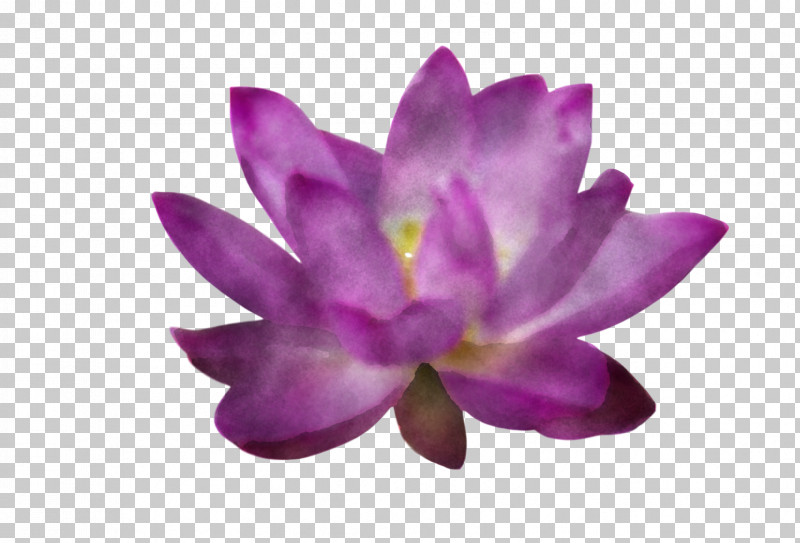 Lotus Flower Summer Flower PNG, Clipart, Biology, Flower, Lavender, Lotus Flower, Magenta Telekom Free PNG Download