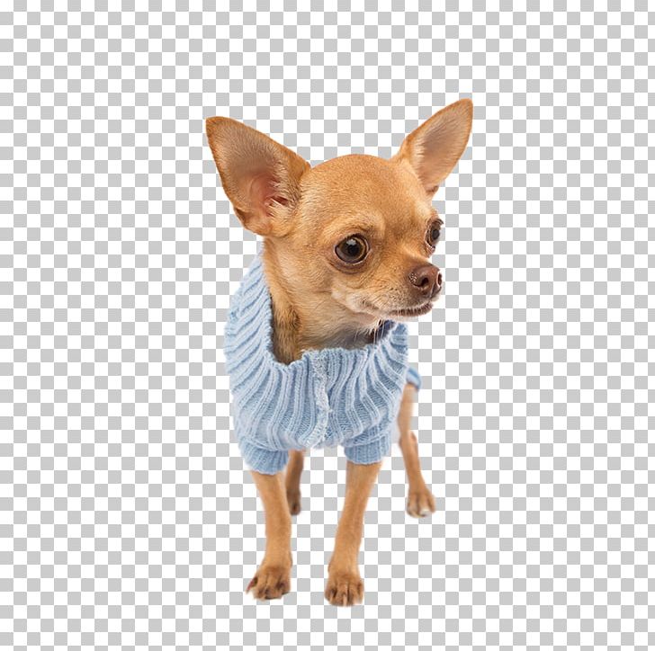 Chihuahua Russkiy Toy Puppy Dog Breed Companion Dog PNG, Clipart, Animals, Breed, Carnivoran, Chihuahua, Clothing Free PNG Download