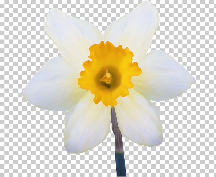 Daffodil Gol Gol Flower Petal White PNG, Clipart, Amaryllis Family, Daffodil, Dogrose, Download, Flower Free PNG Download
