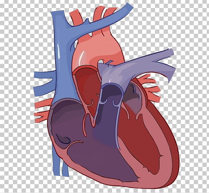 Diagram Heart Label Circulatory System Anatomy PNG, Clipart, Anatomy, Art, Cartoon, Chart, Circulatory System Free PNG Download