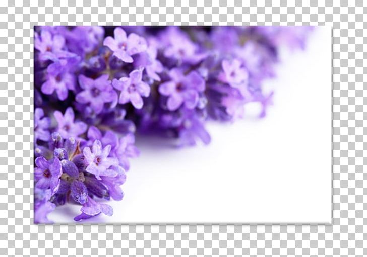 Lavender Stock Photography Flower PNG, Clipart, Aroma Compound, Blossom, Computer Wallpaper, English Lavender, Floral Design Free PNG Download