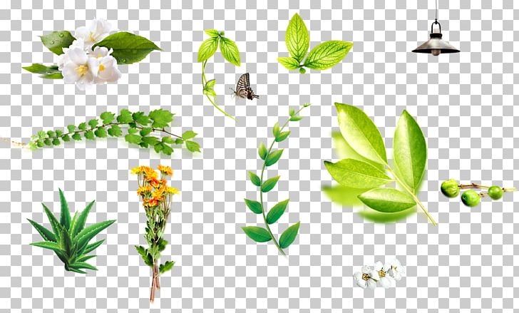 Aloe Vera Leaf Vecteur PNG, Clipart, Aloe Vera, Butterfly, Concepteur, Decorative Foliage, Encapsulated Postscript Free PNG Download