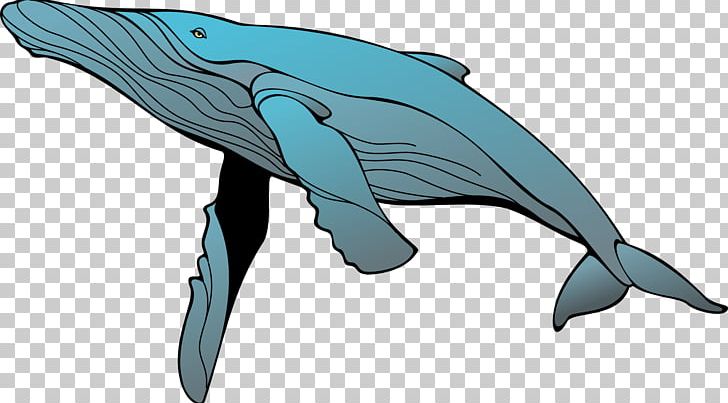 Blue Whale Humpback Whale PNG, Clipart, Animals, Beak, Bowhead Whale, Common Bottlenose Dolphin, Dolphin Free PNG Download
