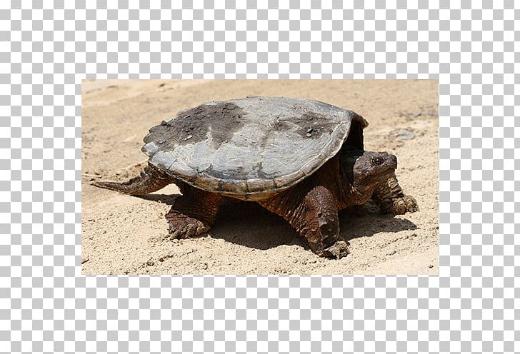 Common Snapping Turtle Box Turtles Tortoise Terrestrial Animal PNG, Clipart, Animal, Animals, Box Turtle, Box Turtles, Chelydridae Free PNG Download