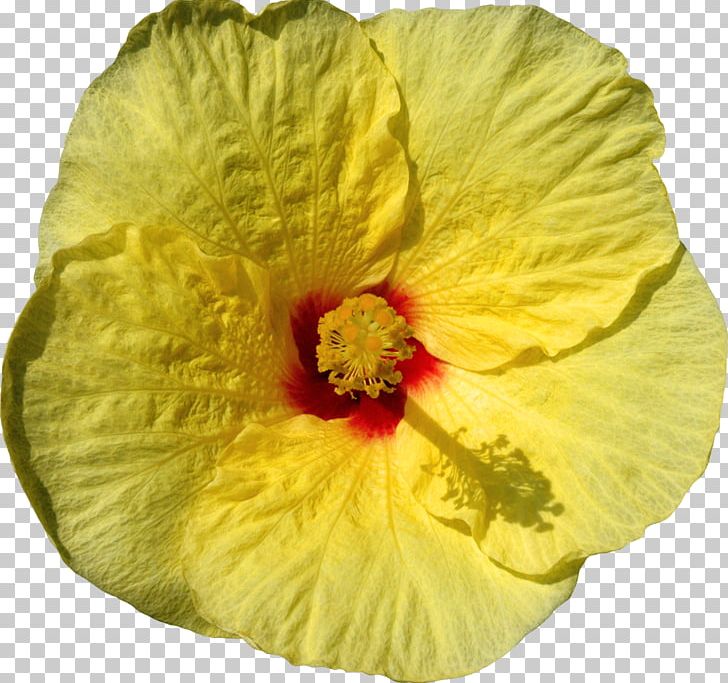 Mallows Shoeblackplant Flower PNG, Clipart, Depositfiles, Digital Image, Flower, Flowering Plant, Hibiscus Free PNG Download