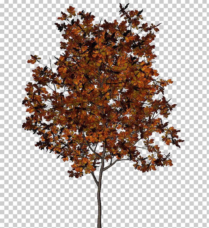 Tree Autumn Leaf Pinus Halepensis PNG, Clipart, Autumn, Branch, Collage, Deciduous, Fruit Tree Free PNG Download