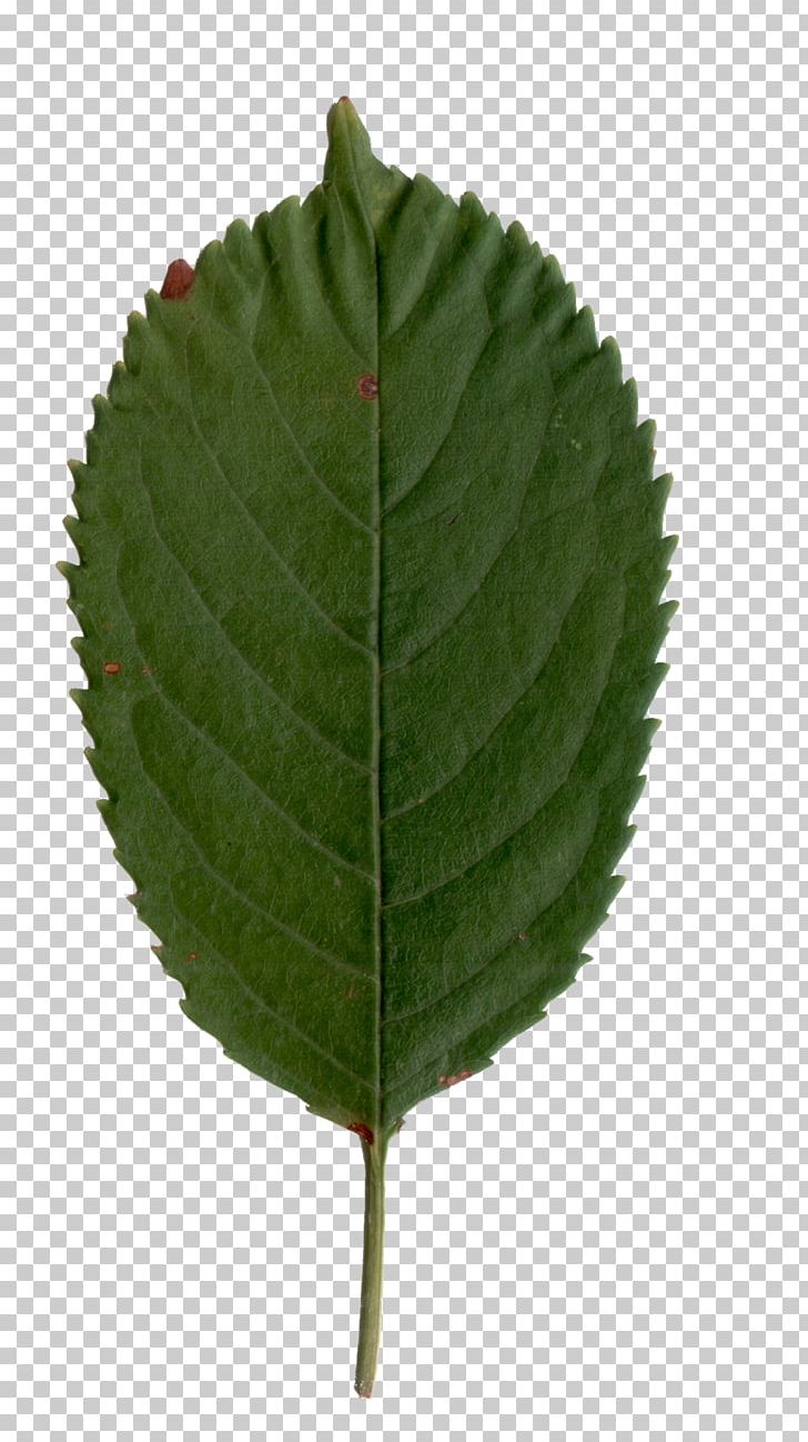 Cherry Leaf Spot Sweet Cherry Black Cherry PNG, Clipart, Bitterberry, Black Cherry, Cherry, Cherry Blossom, Cherry Leaf Spot Free PNG Download