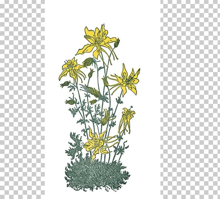 Chrysanthemum North Bay Records Wirtualna Polska Roman Chamomile Flora PNG, Clipart, Bandcamp, Chamaemelum Nobile, Child, Chrysanthemum, Chrysanths Free PNG Download