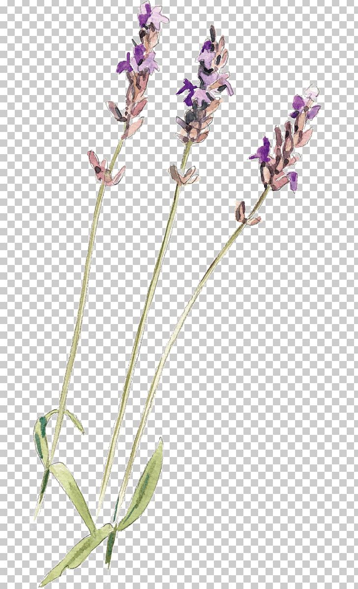 English Lavender Common Sage Plant Stem PNG, Clipart, Common Sage, English Lavender, Flora, Flower, Flowering Plant Free PNG Download
