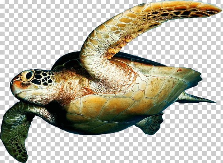 Loggerhead Sea Turtle Tortuguero National Park Desktop PNG, Clipart, Animal, Animals, Desktop Wallpaper, Download, Emydidae Free PNG Download