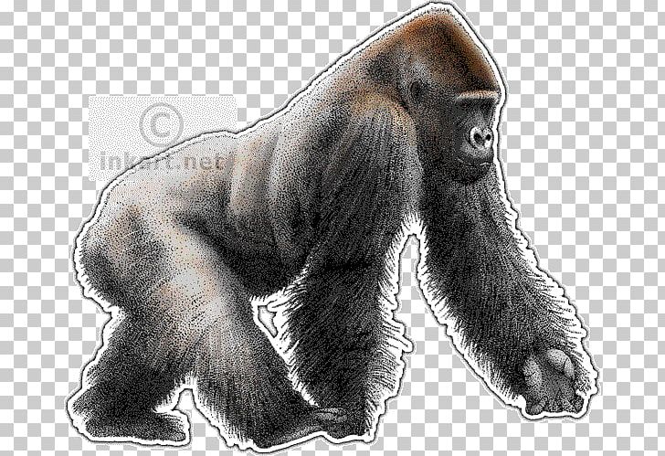 Western Lowland Gorilla Primate Ape Chimpanzee Drawing PNG, Clipart, Animals, Ape, Art, Chimpanzee, Deviantart Free PNG Download