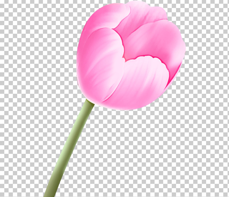 Pink Petal Tulip Flower Plant PNG, Clipart, Flower, Pedicel, Petal, Pink, Plant Free PNG Download