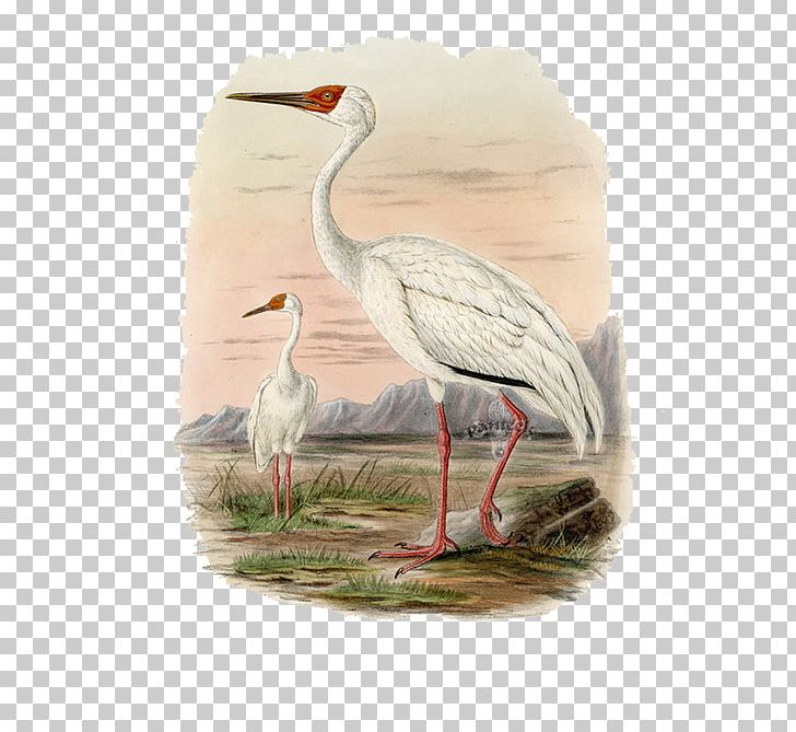 Crane A History Of The Birds Of Europe: Including All The Species Inhabiting The Western Palaeactic Region PNG, Clipart, Background White, Beak, Bird, Black White, Ciconiiformes Free PNG Download