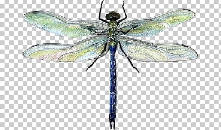 Dragonfly Drawing Watercolor Painting PNG, Clipart, Art, Arthropod, Biological Illustration, Color, Colored Pencil Free PNG Download