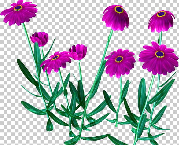 Flower Watercolor Painting Drawing PNG, Clipart, Annual Plant, Art, Aster, Camomile, Chrysanths Free PNG Download