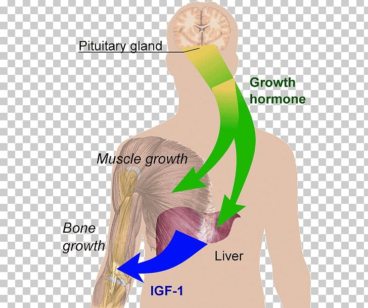 Growth Hormone Therapy Peptide Hormone Human Development PNG, Clipart, Abdomen, Anterior Pituitary, Arm, Cell, Elbow Free PNG Download