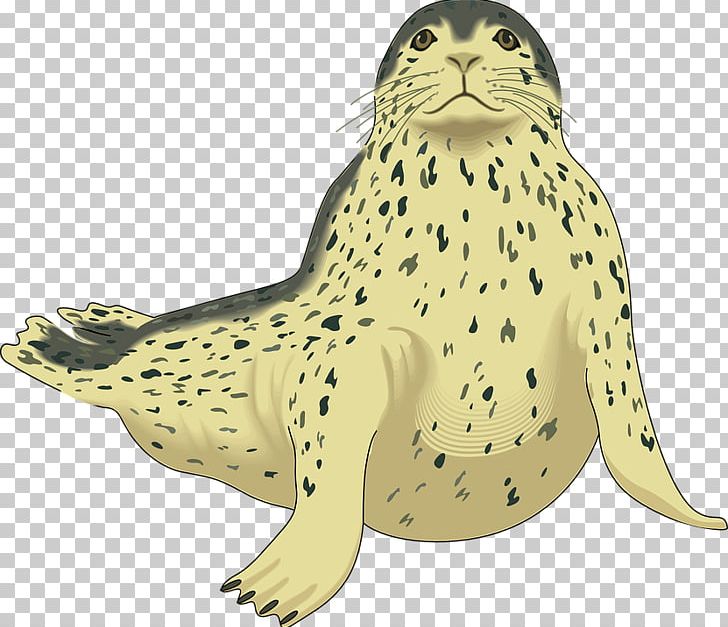 Harbor Seal PNG, Clipart, Harbor Seal Free PNG Download