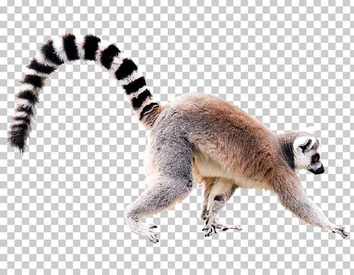 Lemur PNG, Clipart, Lemur Free PNG Download