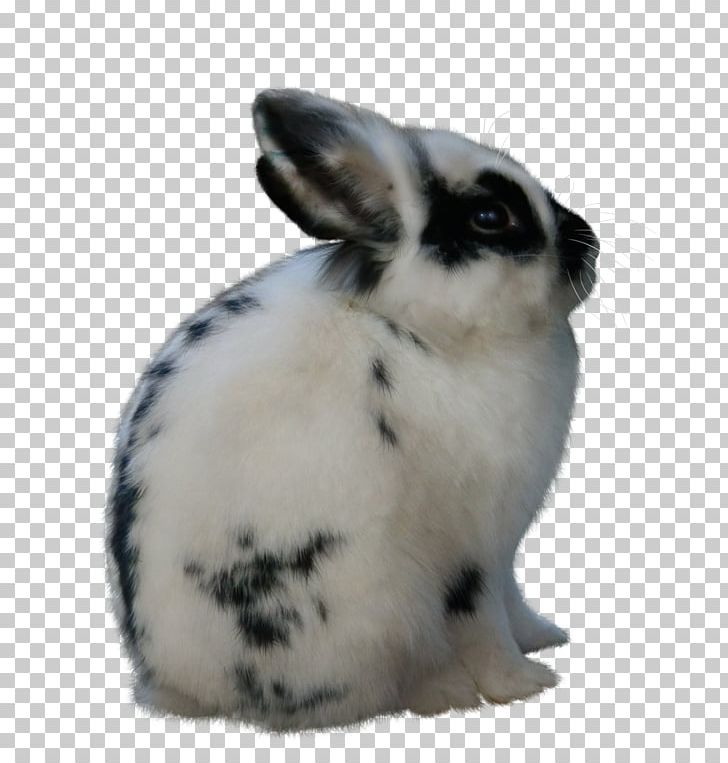 Domestic Rabbit Hare Easter Bunny Angora Rabbit PNG, Clipart, Angora Rabbit, Animals, Chocolate Bunny, Domestic Rabbit, Dwarf Rabbit Free PNG Download