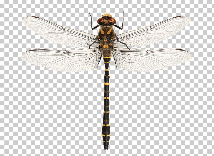 Dragonfly Damselfly Insect Boot The Frye Company PNG, Clipart, Arthropod, Boot, Coat, Damselfly, Dragonflies And Damseflies Free PNG Download