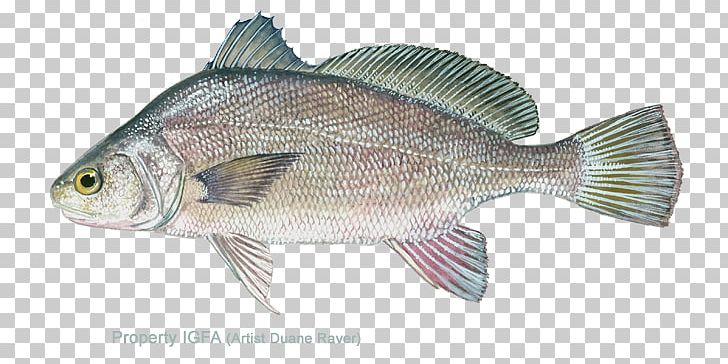 Tilapia Freshwater Drum Barramundi Fresh Water Fish PNG, Clipart, Barramundi, Bass, Bony Fish, Cod, Common Carp Free PNG Download