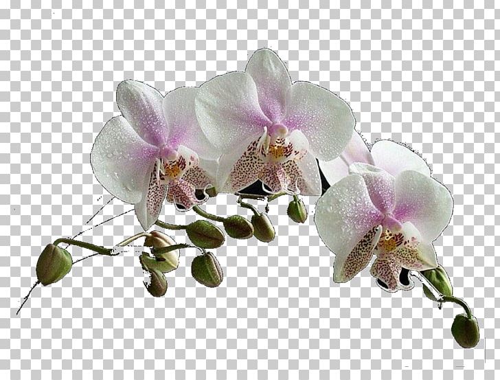 Moth Orchids Flower Paphinia PNG, Clipart, Birthday, Blossom, Desktop Wallpaper, Flora, Flower Free PNG Download