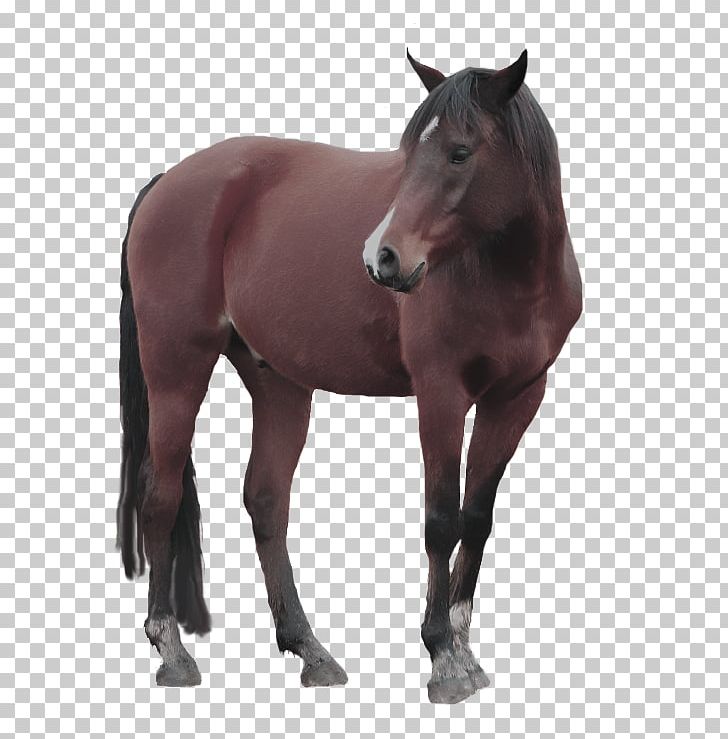 Mustang American Paint Horse Pony Stallion Mare PNG, Clipart, Bit, Black, Bridle, Canter And Gallop, Colt Free PNG Download