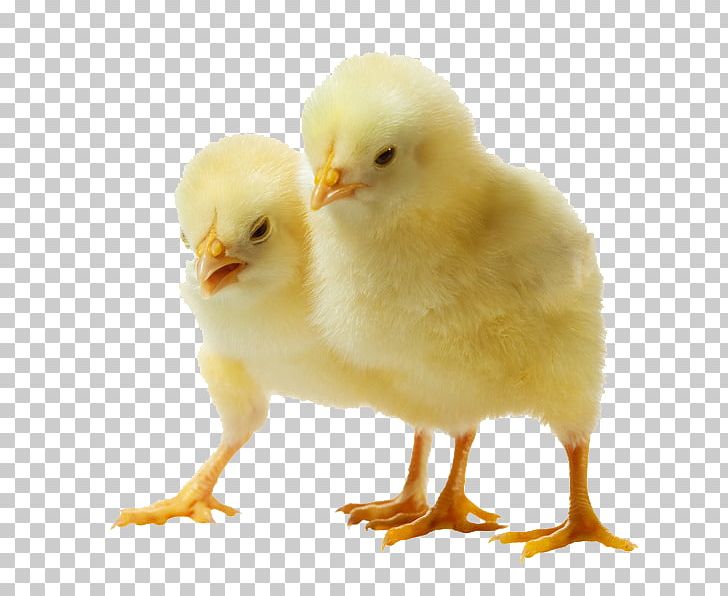 Solid White Broiler Infant PNG, Clipart, Animals, Baby, Beak, Bird, Broiler Free PNG Download
