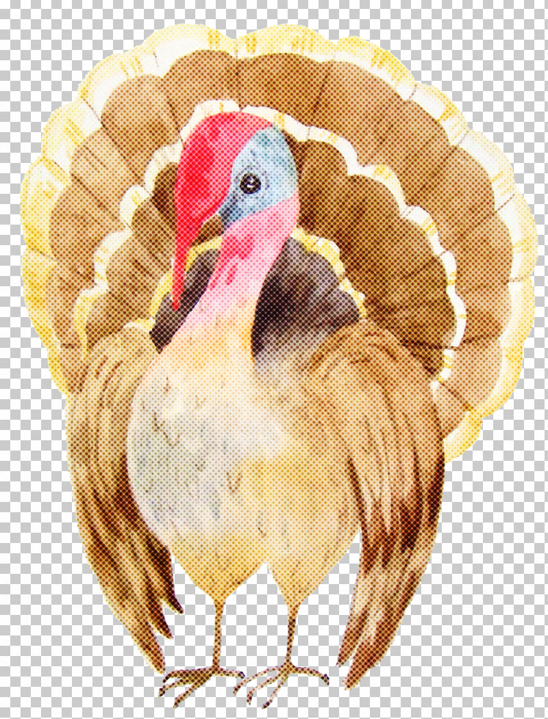 Thanksgiving PNG, Clipart, Beak, Birds, Chicken, Domestic Turkey, Feather Free PNG Download