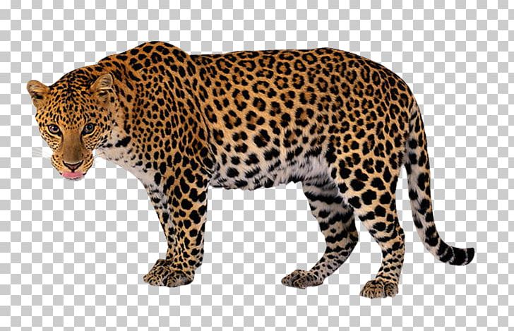 Leopard PNG, Clipart, Animal, Animal Print, Animals, Beast, Big Cat Free PNG Download