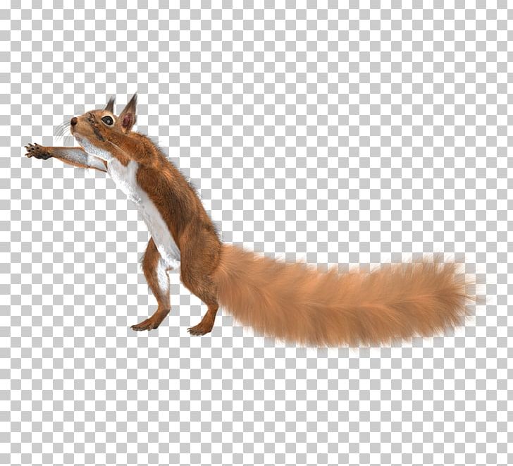 Red Fox Fur Clothing Squirrel PNG, Clipart, Animal, Animals, Carnivoran, Charming, Comics Free PNG Download