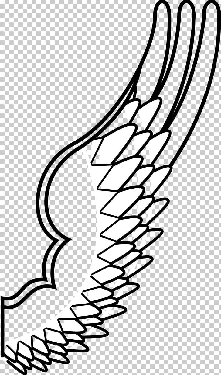 Bird Drawing PNG, Clipart, Angel Wing, Angle, Animals, Area, Arm Free PNG Download