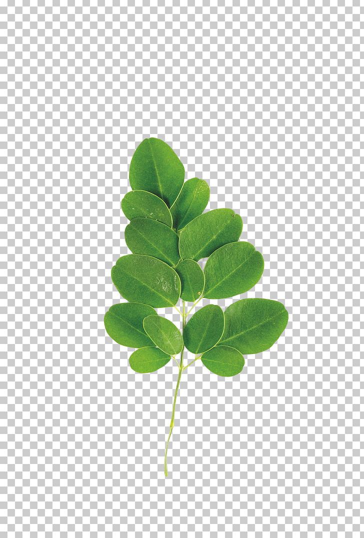Stock Photography Leaf PNG, Clipart, Desktop Wallpaper, Drumstick Tree, Leaf, Plant, Plant Stem Free PNG Download