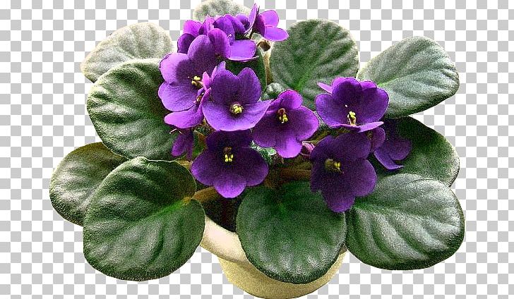 African Violet Sky Plant Flower Seed PNG, Clipart, African Violet, African Violets, Bird Of Paradise Flower, Color, Cultivar Free PNG Download