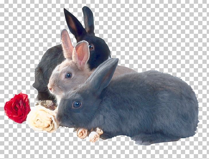 Domestic Rabbit Guinea Pig Leporids PNG, Clipart, Animal, Animals, Domestic Rabbit, Drawing, Ecofriendly Free PNG Download