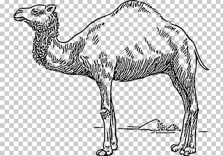 Dromedary Bactrian Camel PNG, Clipart, Arabian Camel, Artwork, Bactrian Camel, Beak, Black And White Free PNG Download