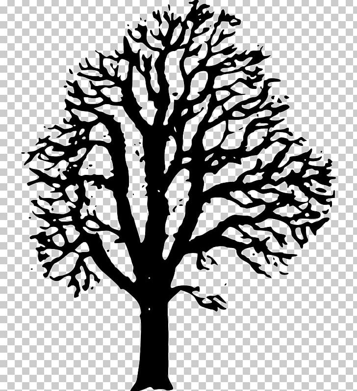 European Horse-chestnut Tree PNG, Clipart, Acorn, Black And White, Branch, Buckeyes, Chestnut Free PNG Download