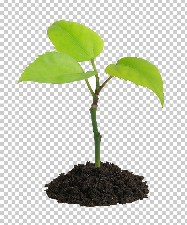 Plant Stock Photography Soil Seed PNG, Clipart, Can Stock Photo, Flowerpot, Houseplant, Hydroponics, Leaf Free PNG Download