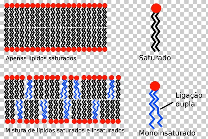 Biological Membrane Cell Membrane Hydrophobe Lipid Bilayer PNG, Clipart, Area, Biological Membrane, Brand, Cell, Cell Membrane Free PNG Download